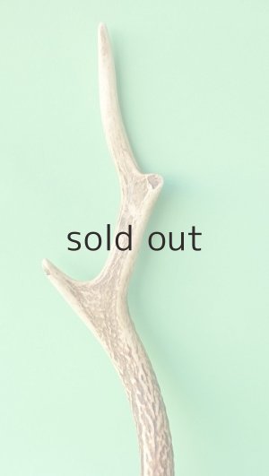 画像3: デコール用二ホンジカの角mini・小鹿