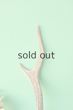 画像3: デコール用二ホンジカの角mini・小鹿