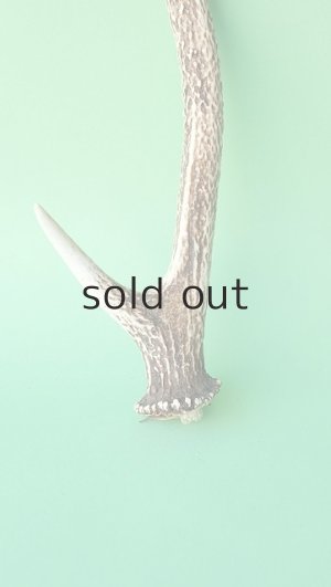 画像2: デコール用二ホンジカの角mini・小鹿