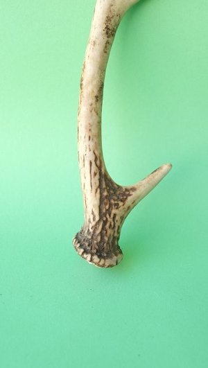 画像2: デコール用二ホンジカの角mini・小鹿