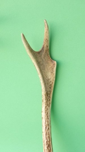 画像3: デコール用二ホンジカの角mini・小鹿