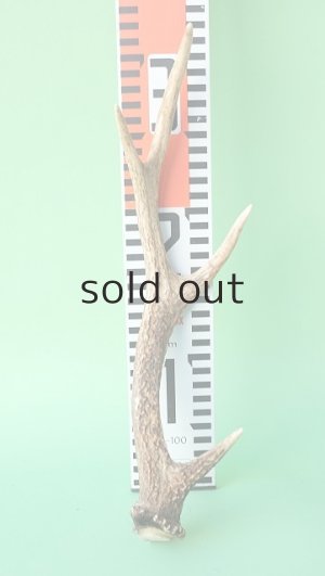 画像7: デコール用二ホンジカの角mini・小鹿