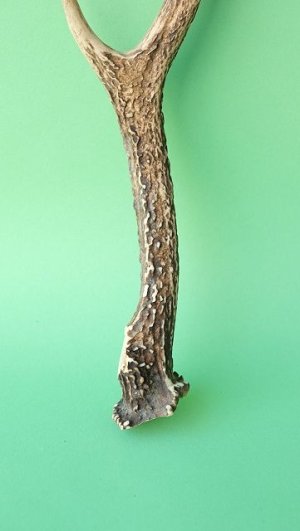 画像2: デコール用二ホンジカの角mini・小鹿