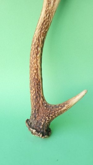 画像2: デコール用二ホンジカの角mini・小鹿