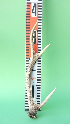 画像7: デコール用二ホンジカの角mini・小鹿