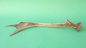 画像4: デコール用二ホンジカの角mini・小鹿