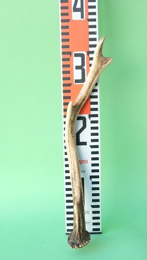 画像7: デコール用二ホンジカの角mini・小鹿