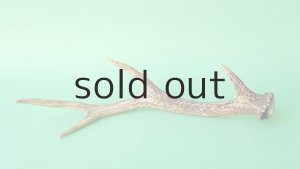 画像5: デコール用二ホンジカの角mini・小鹿