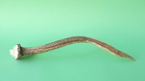 画像6: デコール用二ホンジカの角mini・小鹿