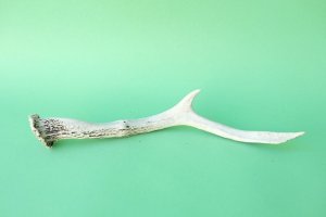 画像4: デコール用二ホンジカの角mini・小鹿