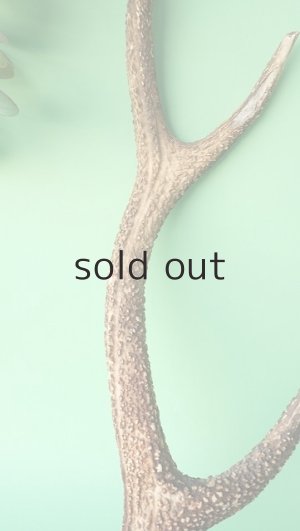 画像4: デコール用二ホンジカの角