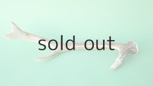 画像4: デコール用二ホンジカの角＊outlet＊