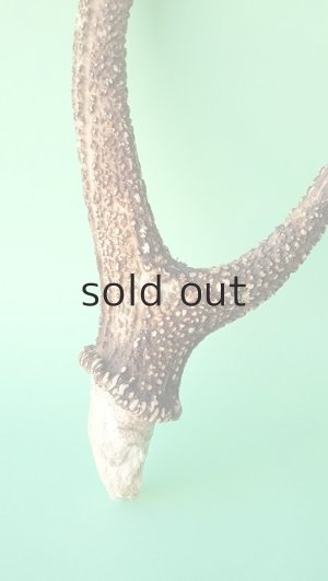 画像2: デコール用二ホンジカの角