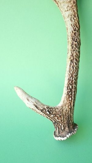 画像2: デコール用二ホンジカの角＊outlet＊
