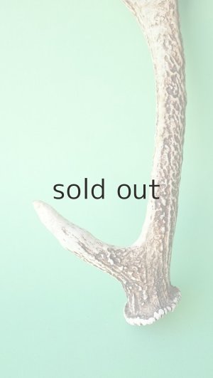 画像2: デコール用二ホンジカの角＊outlet＊