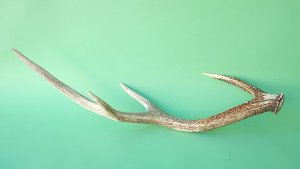 画像6: デコール用二ホンジカの角