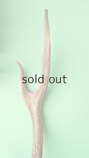 画像3: デコール用二ホンジカの角