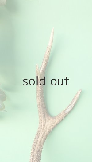 画像5: デコール用二ホンジカの角