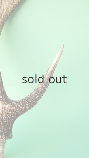 画像3: デコール用二ホンジカの角