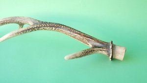 画像6: デコール用二ホンジカの角