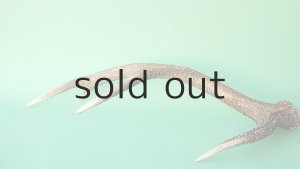 画像7: デコール用二ホンジカの角