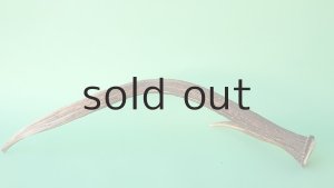 画像5: デコール用二ホンジカの角