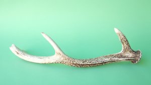 画像5: デコール用二ホンジカの角＊outlet＊