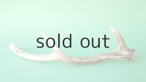 画像5: デコール用二ホンジカの角＊outlet＊