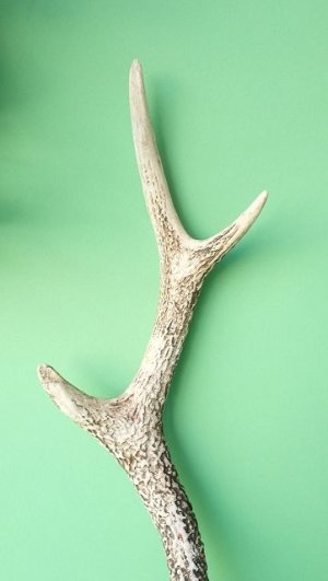 画像3: デコール用二ホンジカの角