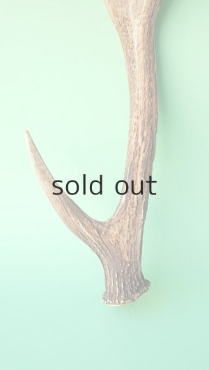 画像2: デコール用二ホンジカの角