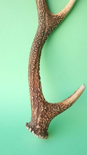 画像2: デコール用二ホンジカの角