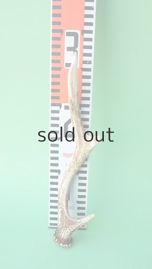 画像7: デコール用二ホンジカの角mini・小鹿