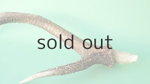 画像8: デコール用二ホンジカの角