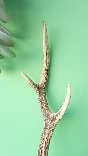 画像3: デコール用二ホンジカの角