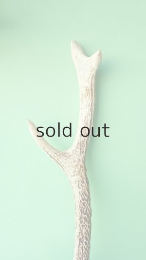 画像3: デコール用二ホンジカの角＊outlet＊