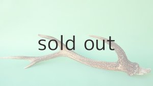 画像6: デコール用二ホンジカの角