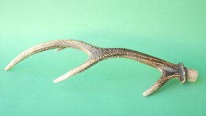 画像5: デコール用二ホンジカの角