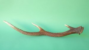 画像4: デコール用二ホンジカの角