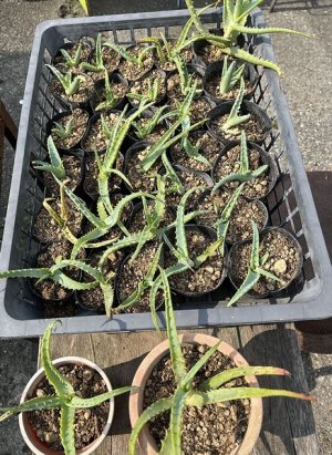 Sサイズ：苗丈10cm前後