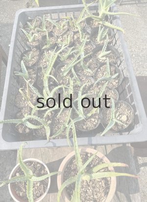 Sサイズ：苗丈10cm前後