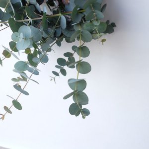 画像6: Dry plants for decor 銀丸葉リース