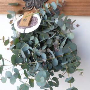 画像8: Dry plants for decor 銀丸葉リース