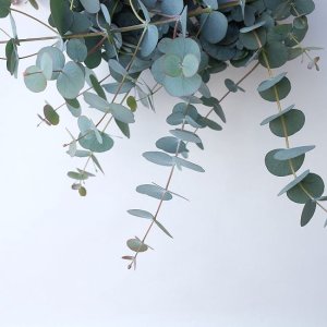 画像5: Dry plants for decor 銀丸葉リース