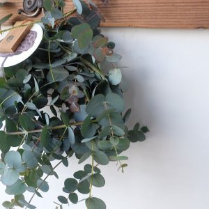 画像7: Dry plants for decor 銀丸葉リース