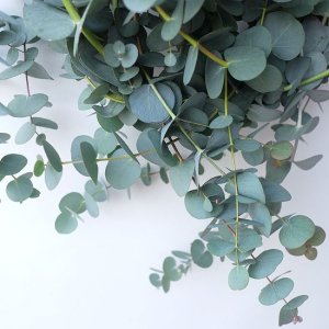 画像4: Dry plants for decor 銀丸葉リース