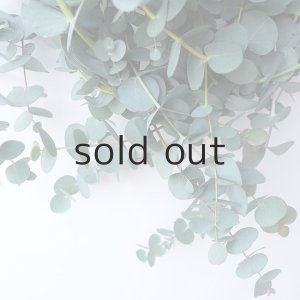 画像4: Dry plants for decor 銀丸葉リース