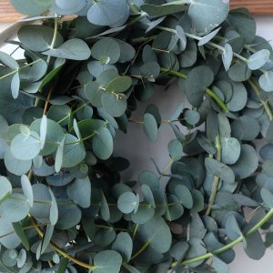 画像8: Dry plants for decor 銀丸葉リース