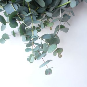 画像5: Dry plants for decor 銀丸葉リース
