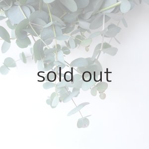 画像5: Dry plants for decor 銀丸葉リース