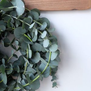 画像7: Dry plants for decor 銀丸葉リース